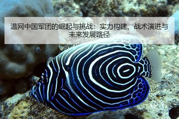 温网中国军团的崛起与挑战：实力构建、战术演进与未来发展路径
